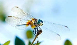 Preview wallpaper dragonfly, flying, wings, insect