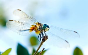 Preview wallpaper dragonfly, flying, wings, insect