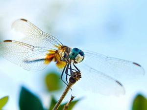 Preview wallpaper dragonfly, flying, wings, insect