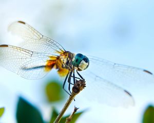 Preview wallpaper dragonfly, flying, wings, insect