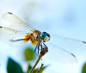 Preview wallpaper dragonfly, flying, wings, insect