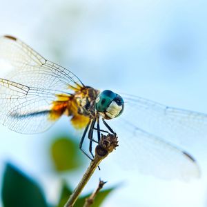 Preview wallpaper dragonfly, flying, wings, insect