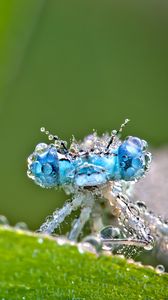 Preview wallpaper dragonfly, frost, macro, insect