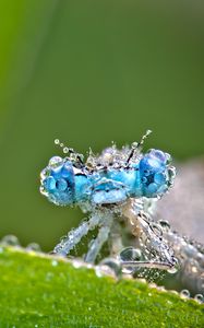 Preview wallpaper dragonfly, frost, macro, insect