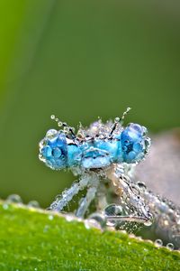 Preview wallpaper dragonfly, frost, macro, insect