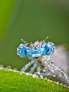 Preview wallpaper dragonfly, frost, macro, insect