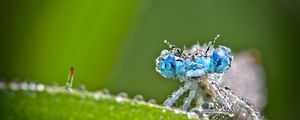 Preview wallpaper dragonfly, frost, macro, insect