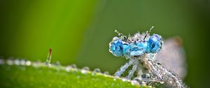 Preview wallpaper dragonfly, frost, macro, insect