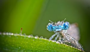 Preview wallpaper dragonfly, frost, macro, insect