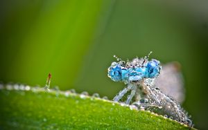 Preview wallpaper dragonfly, frost, macro, insect