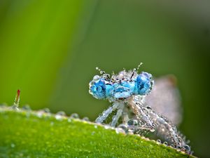 Preview wallpaper dragonfly, frost, macro, insect