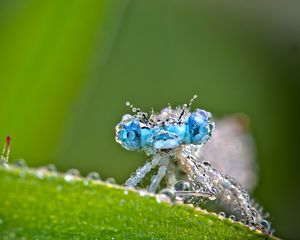 Preview wallpaper dragonfly, frost, macro, insect