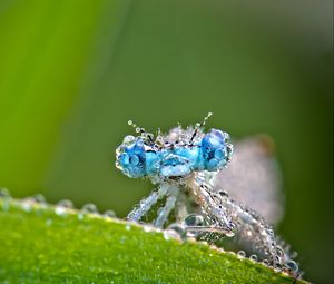 Preview wallpaper dragonfly, frost, macro, insect