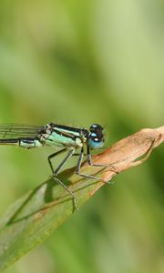 Preview wallpaper dragonfly, grass, dry, form, stripes