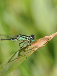 Preview wallpaper dragonfly, grass, dry, form, stripes