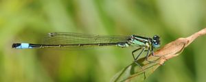 Preview wallpaper dragonfly, grass, dry, form, stripes