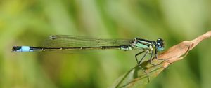 Preview wallpaper dragonfly, grass, dry, form, stripes