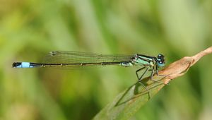 Preview wallpaper dragonfly, grass, dry, form, stripes