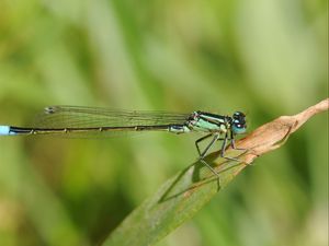 Preview wallpaper dragonfly, grass, dry, form, stripes