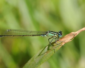 Preview wallpaper dragonfly, grass, dry, form, stripes