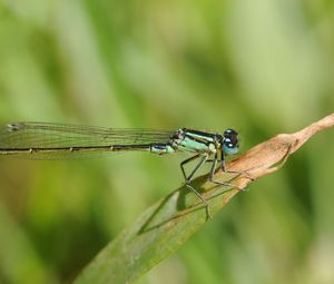 Preview wallpaper dragonfly, grass, dry, form, stripes