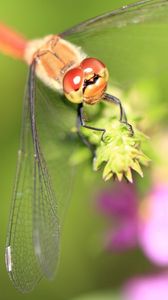 Preview wallpaper dragonfly, grass, leaves