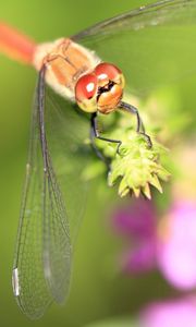 Preview wallpaper dragonfly, grass, leaves