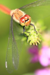 Preview wallpaper dragonfly, grass, leaves