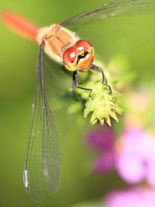 Preview wallpaper dragonfly, grass, leaves