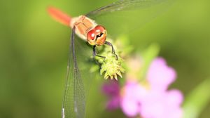 Preview wallpaper dragonfly, grass, leaves