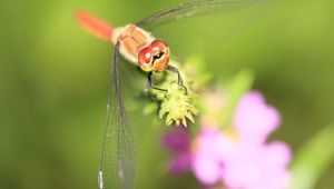 Preview wallpaper dragonfly, grass, leaves