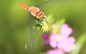 Preview wallpaper dragonfly, grass, leaves