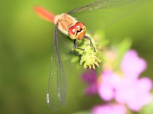 Preview wallpaper dragonfly, grass, leaves