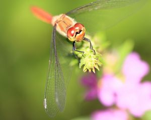 Preview wallpaper dragonfly, grass, leaves