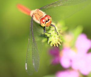 Preview wallpaper dragonfly, grass, leaves