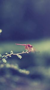 Preview wallpaper dragonfly, grass, leaves, branch