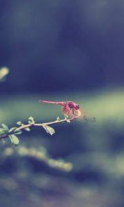 Preview wallpaper dragonfly, grass, leaves, branch