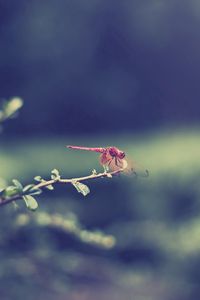 Preview wallpaper dragonfly, grass, leaves, branch