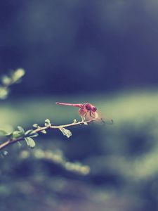 Preview wallpaper dragonfly, grass, leaves, branch