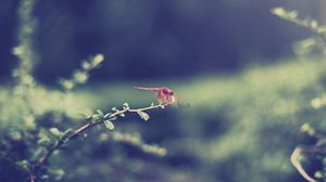 Preview wallpaper dragonfly, grass, leaves, branch