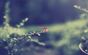 Preview wallpaper dragonfly, grass, leaves, branch