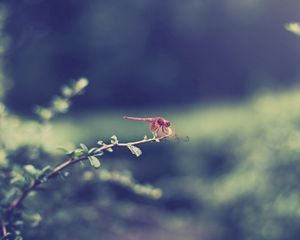 Preview wallpaper dragonfly, grass, leaves, branch