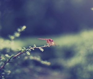 Preview wallpaper dragonfly, grass, leaves, branch