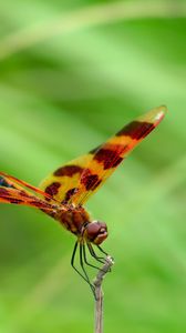 Preview wallpaper dragonfly, grass, leaves, plant