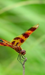 Preview wallpaper dragonfly, grass, leaves, plant