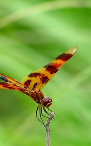 Preview wallpaper dragonfly, grass, leaves, plant