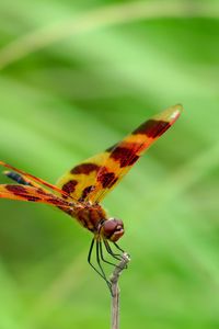 Preview wallpaper dragonfly, grass, leaves, plant