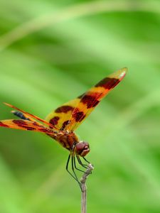 Preview wallpaper dragonfly, grass, leaves, plant