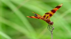 Preview wallpaper dragonfly, grass, leaves, plant