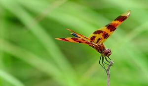 Preview wallpaper dragonfly, grass, leaves, plant